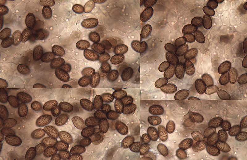 Cortinarius testaceomicaceus spores Cortinarius testaceomicaceus spory